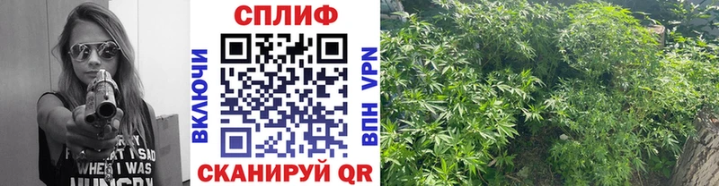 Шишки марихуана тримм  купить  цена  Дальнегорск 